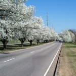 Beauty of the Bradford Pear tree!