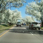 Beauty of the Bradford Pear tree!