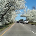 Beauty of the Bradford Pear tree!