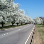 Beauty of the Bradford Pear tree!